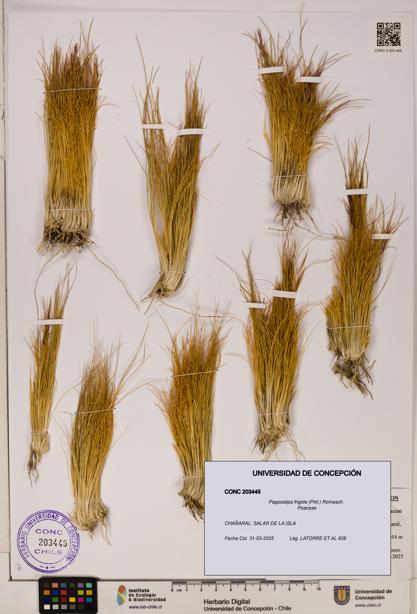 Pappostipa frigida [Espécimen: ]