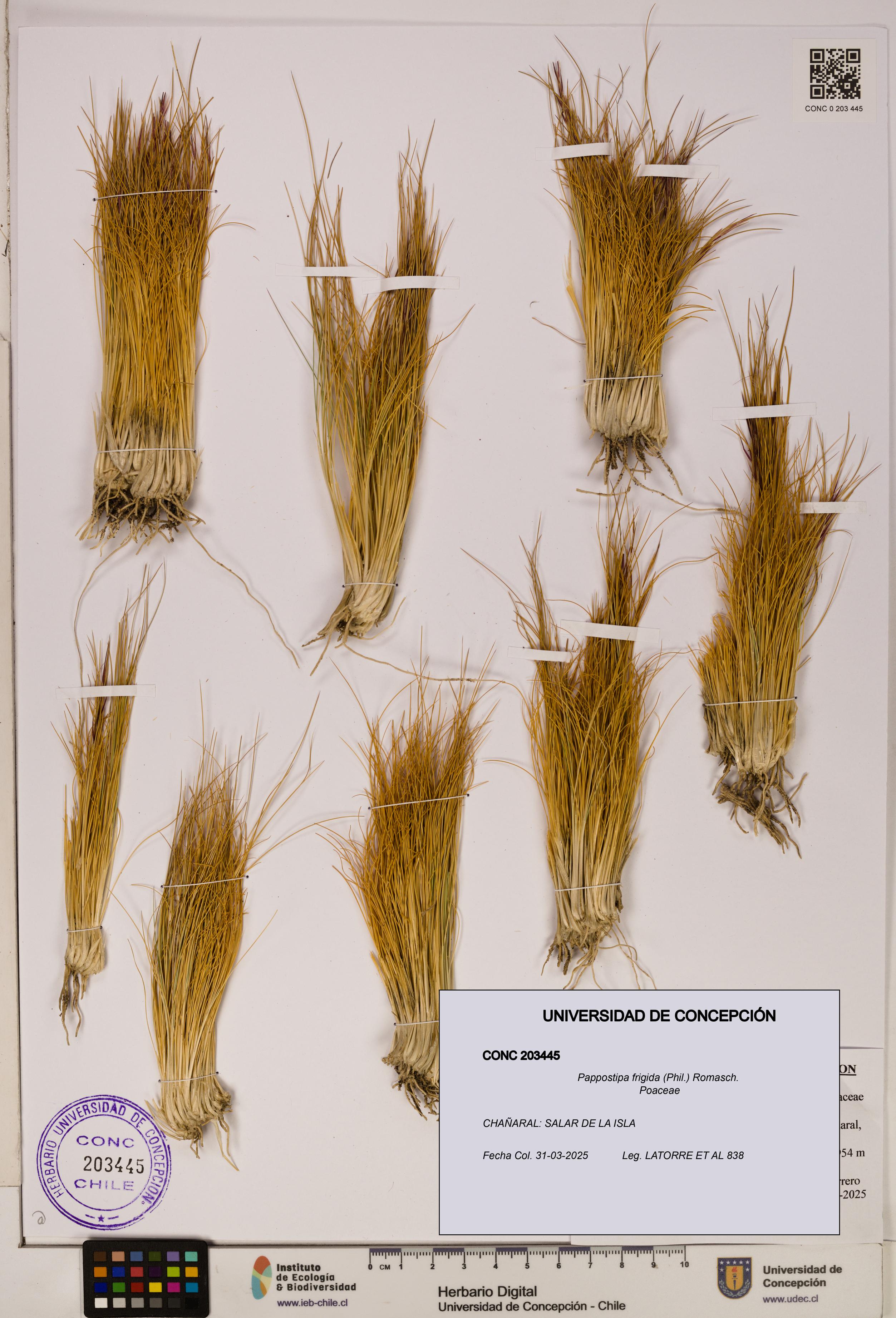 Pappostipa frigida [Espécimen: ]