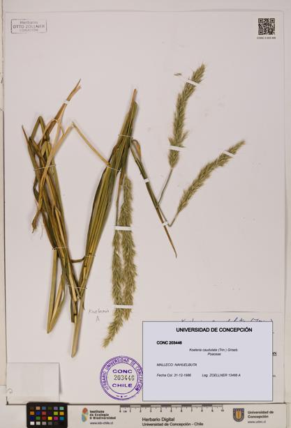Koeleria caudulata [Espécimen: ]