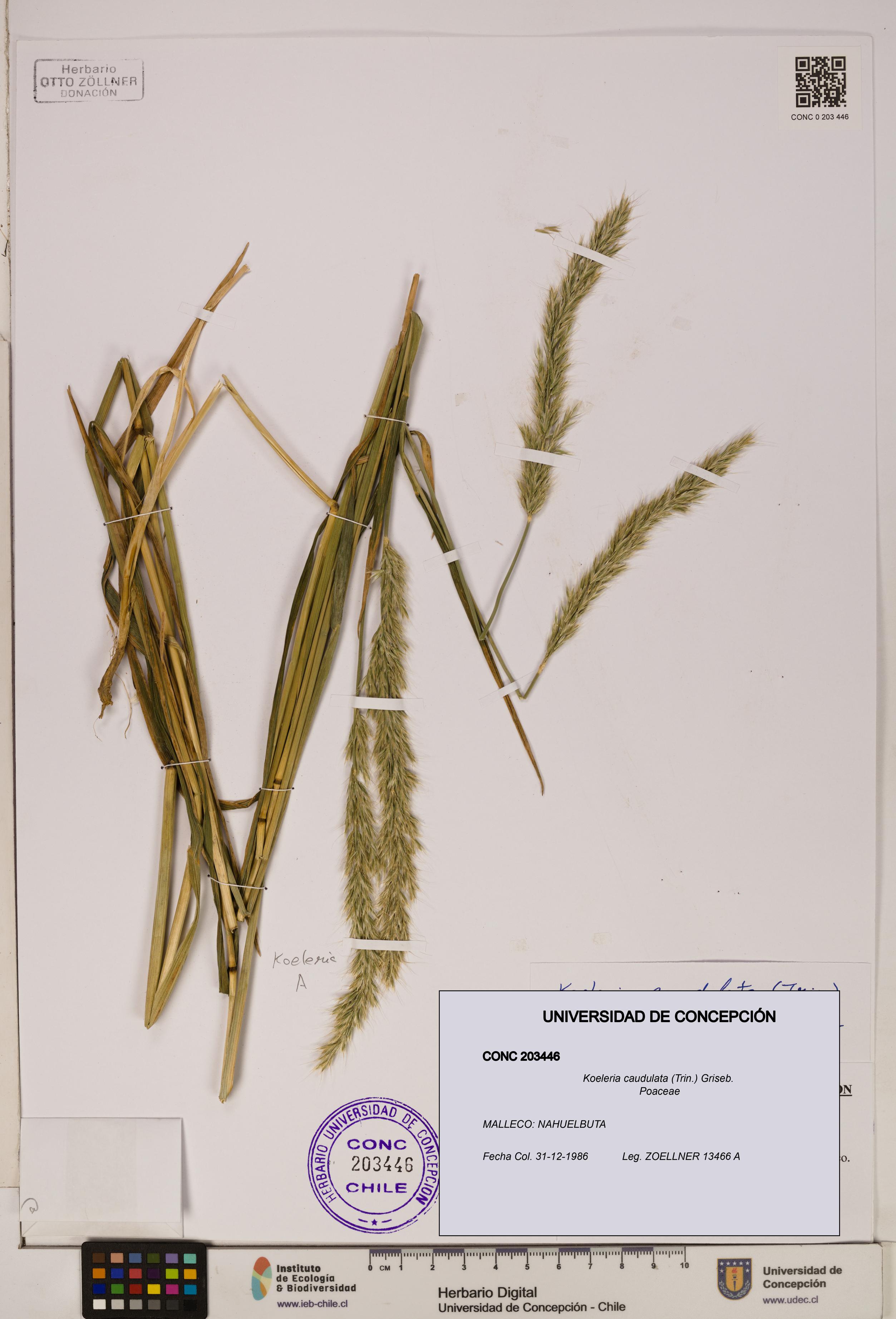 Koeleria caudulata [Espécimen: ]