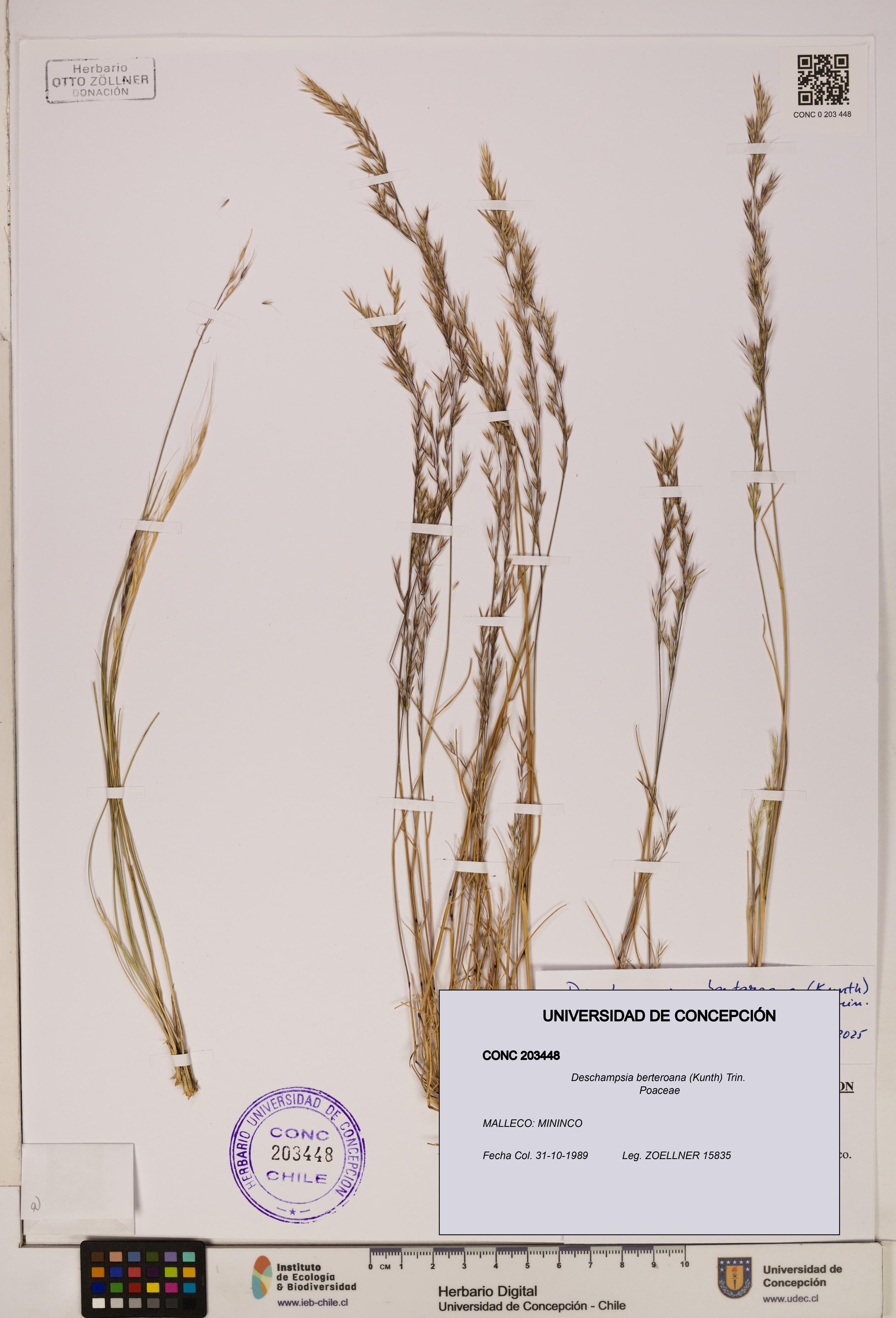 Deschampsia berteroana [Espécimen: ]