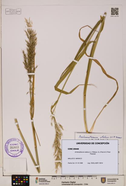 Arrhenatherum elatius [Espécimen: ]