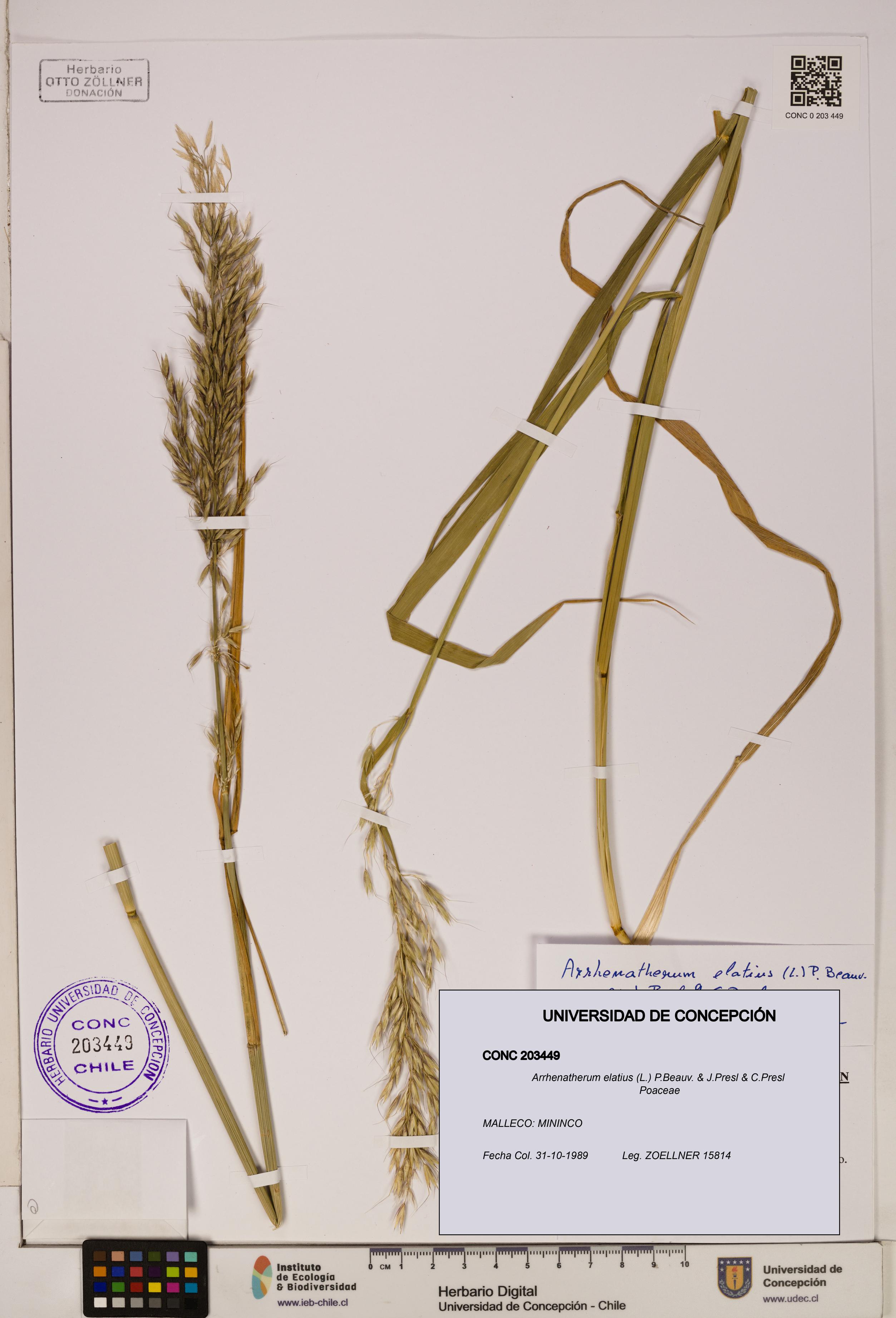 Arrhenatherum elatius [Espécimen: ]