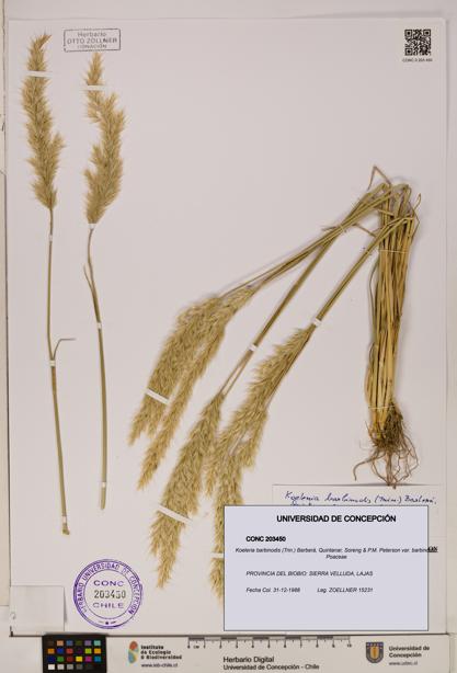 Koeleria barbinodis [Espécimen: ]