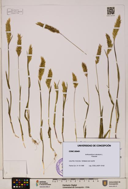 Anthoxanthum odoratum [Espécimen: ]