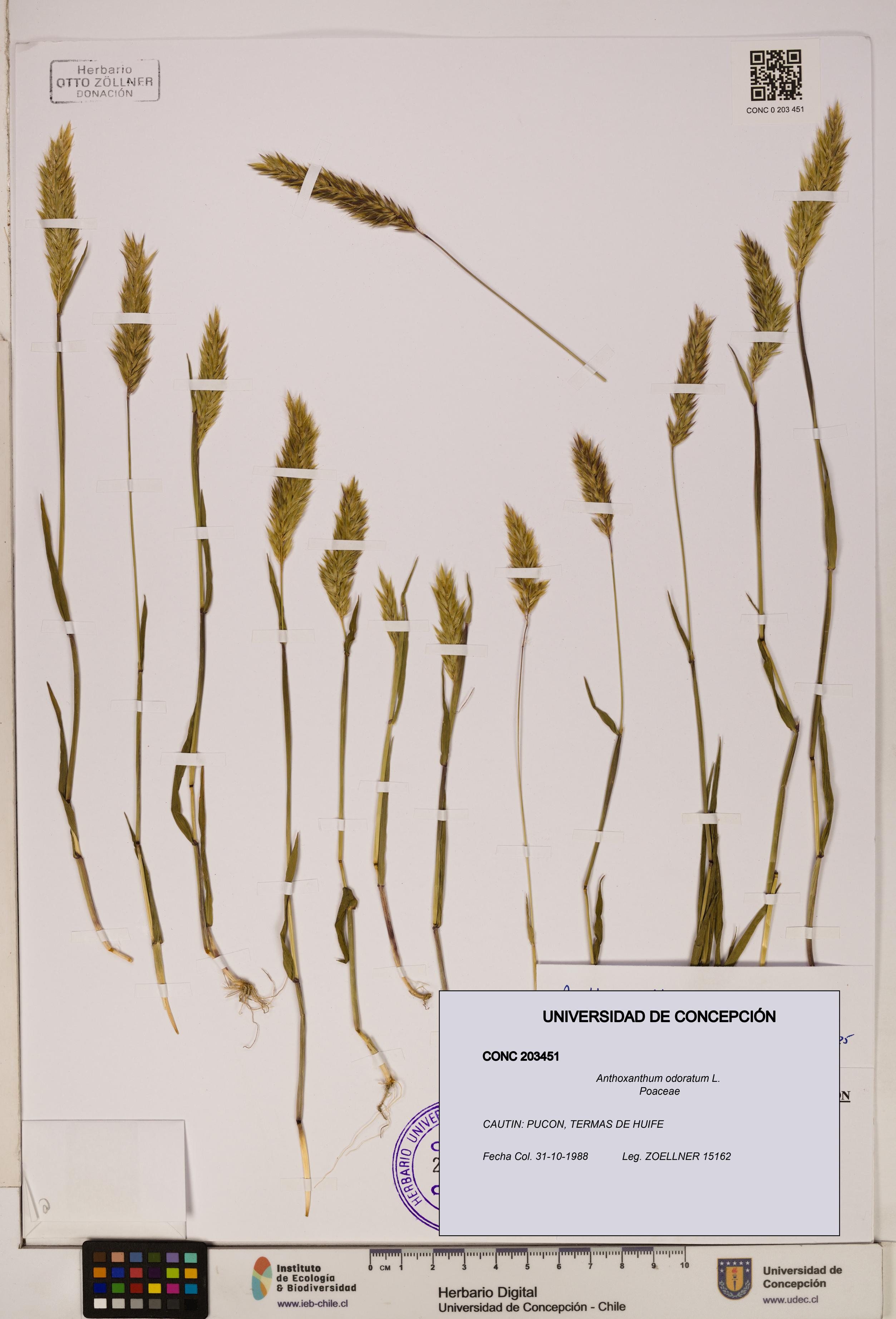 Anthoxanthum odoratum [Espécimen: ]