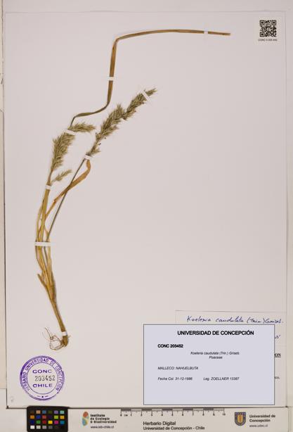 Koeleria caudulata [Espécimen: ]