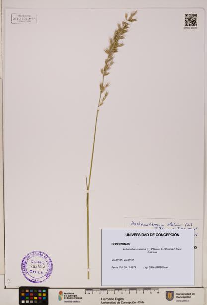 Arrhenatherum elatius [Espécimen: ]