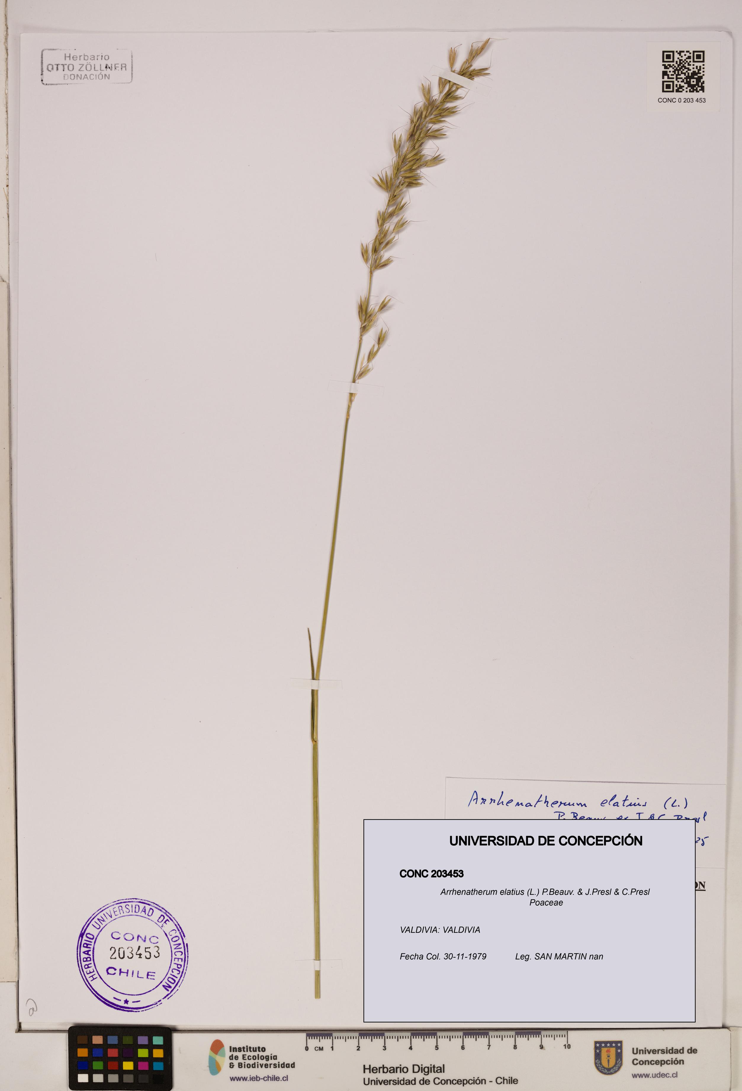 Arrhenatherum elatius [Espécimen: ]