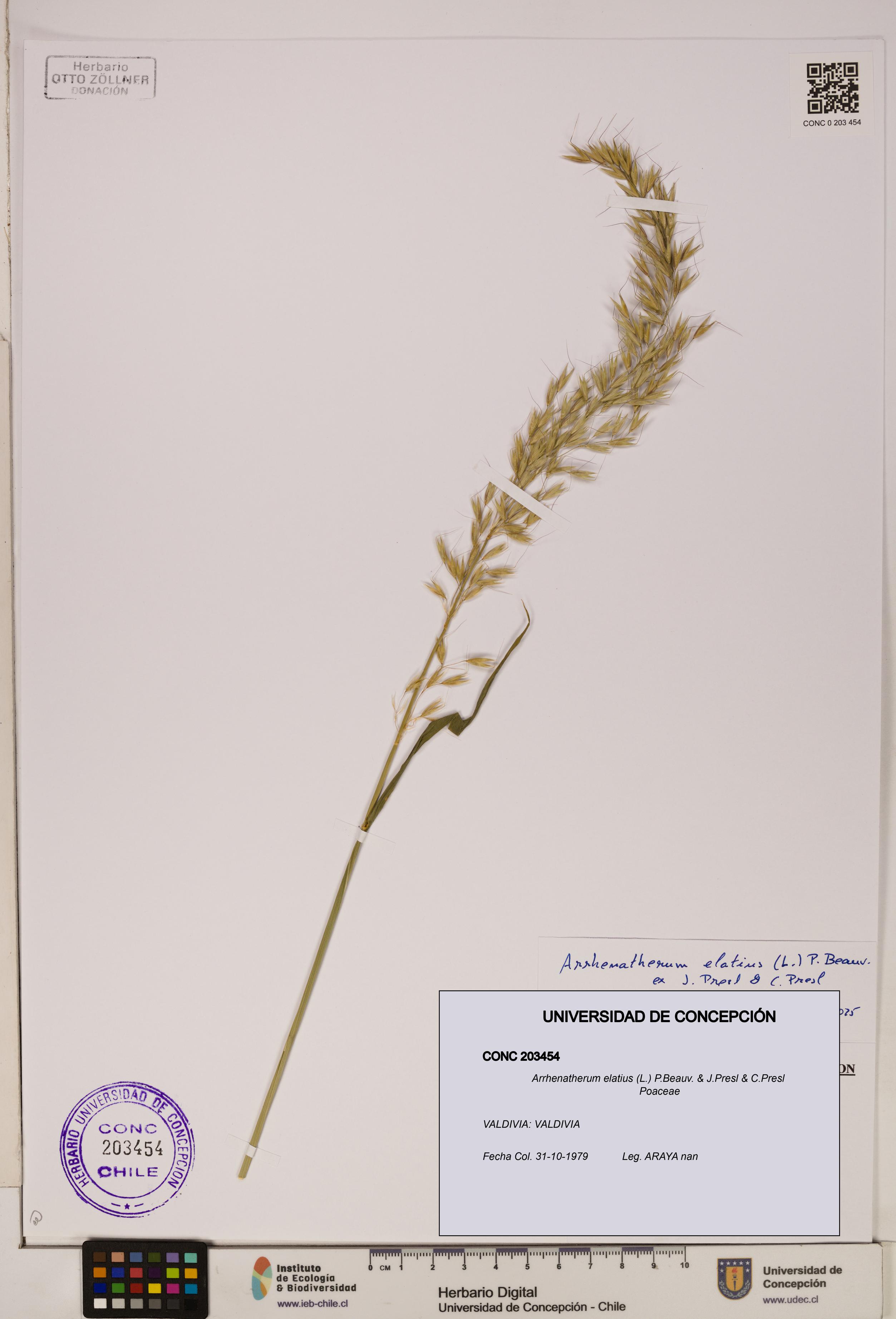 Arrhenatherum elatius [Espécimen: ]