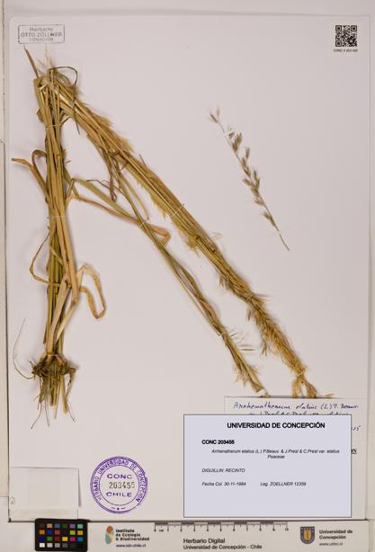 Arrhenatherum elatius var. elatius [Espécimen: ]
