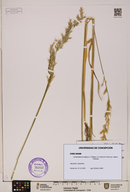 Arrhenatherum elatius var. elatius [Espécimen: ]