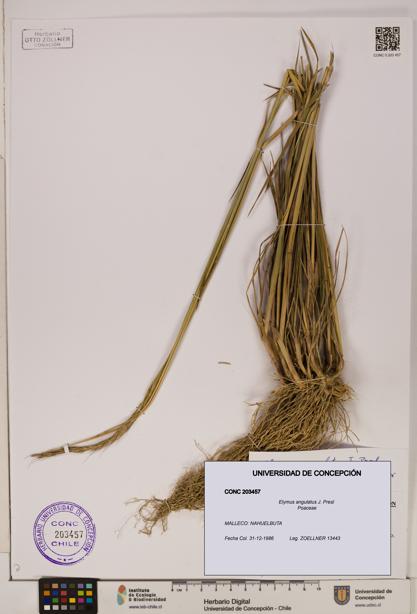 Elymus angulatus [Espécimen: ]