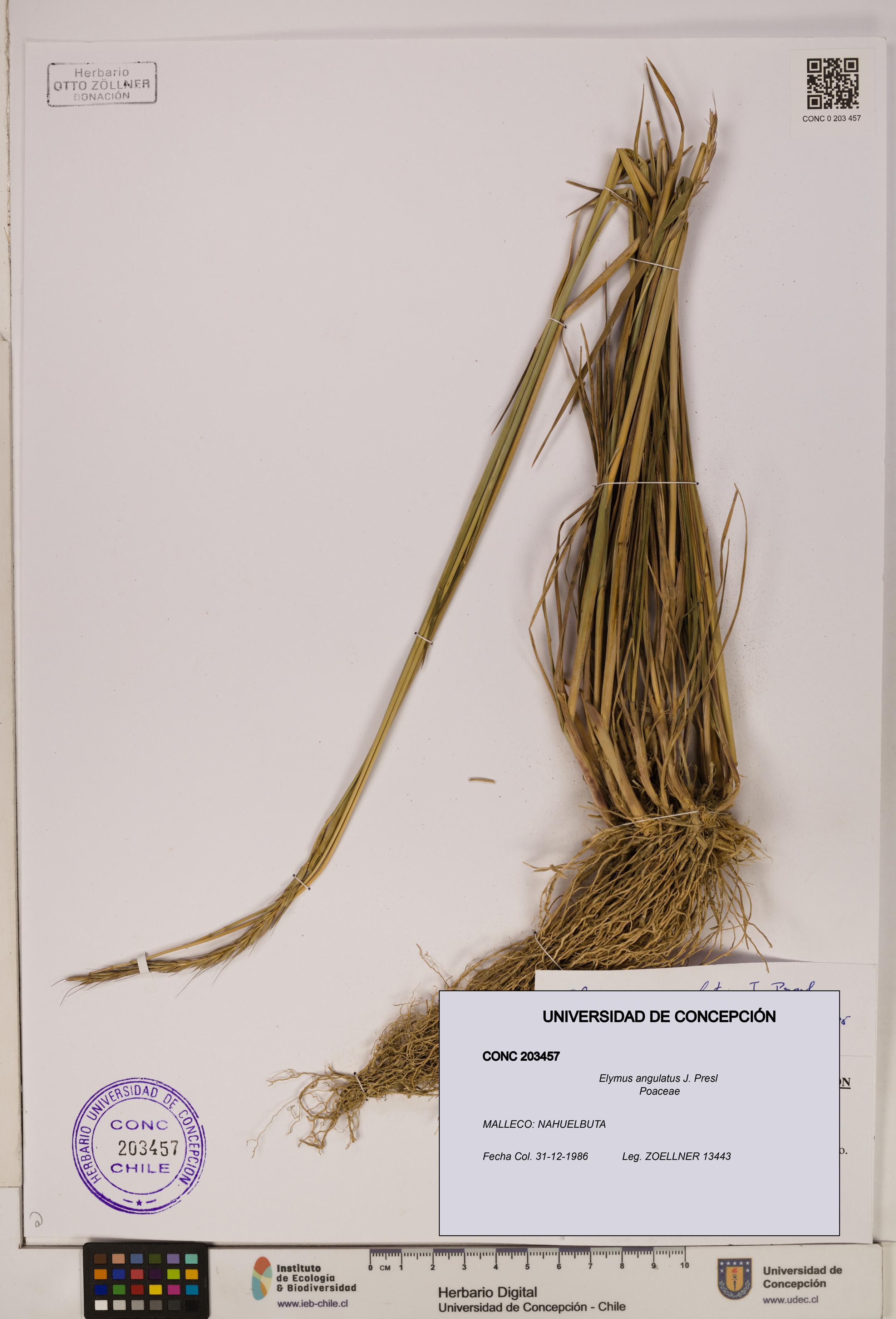 Elymus angulatus [Espécimen: ]