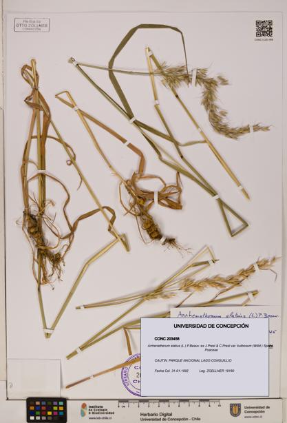 Arrhenatherum elatius var. bulbosum [Espécimen: ]