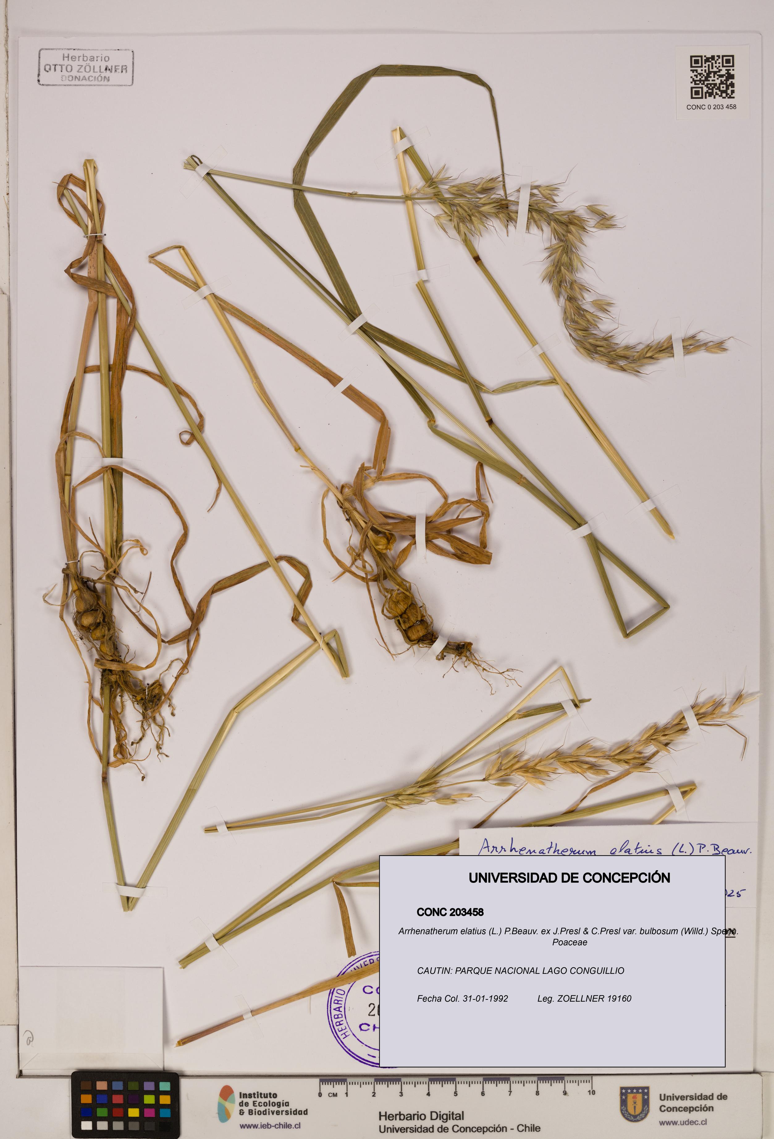 Arrhenatherum elatius var. bulbosum [Espécimen: ]