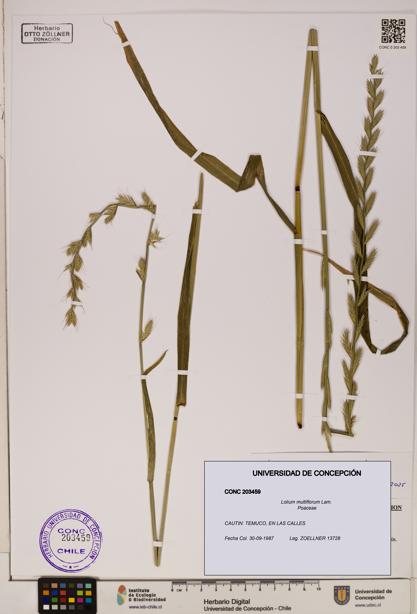 Lolium multiflorum [Espécimen: ]
