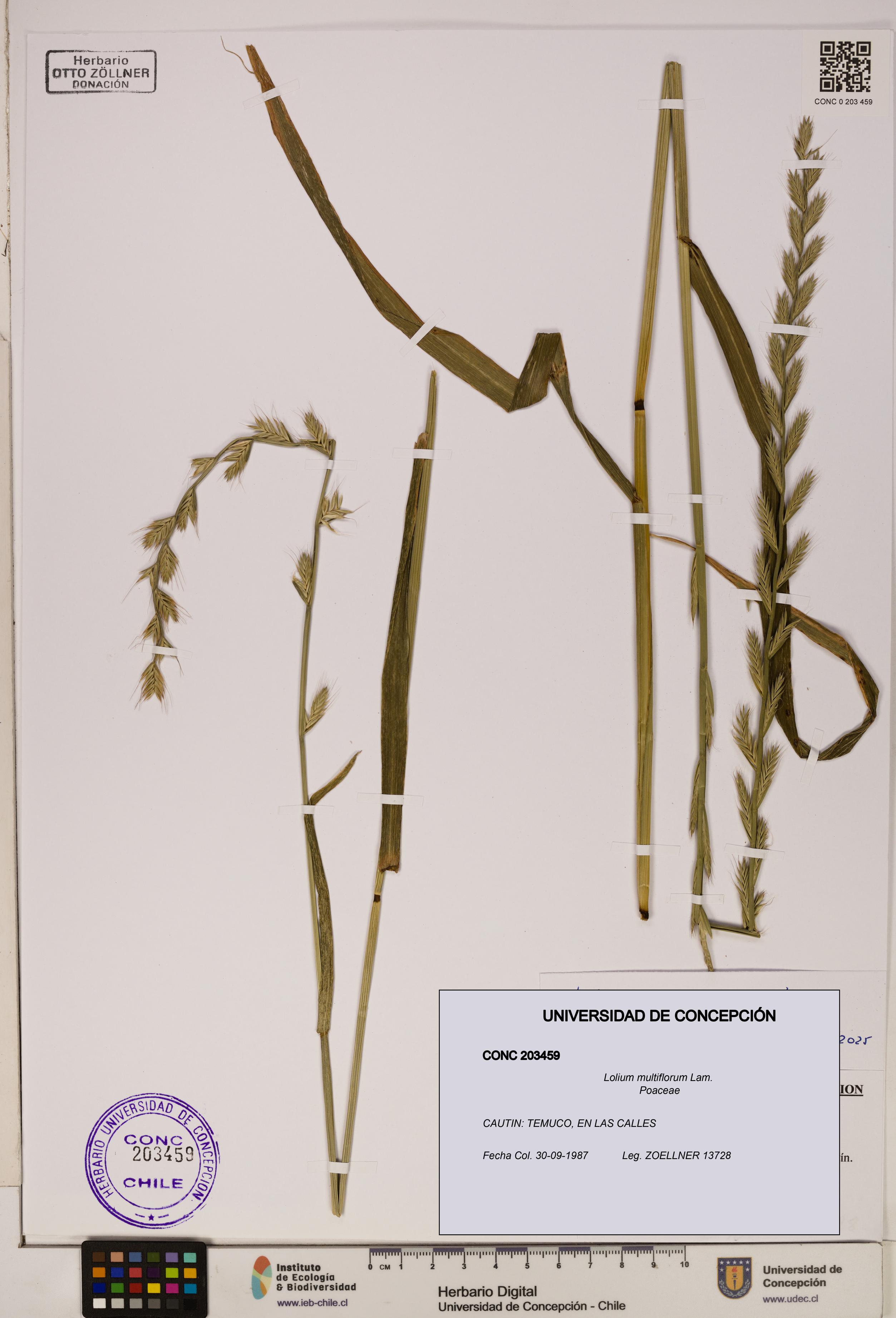 Lolium multiflorum [Espécimen: ]