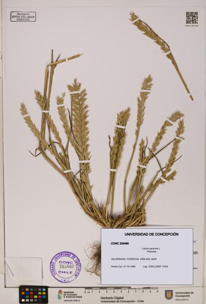 Lolium perenne [Espécimen: ]