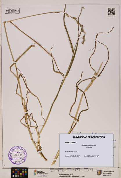 Lolium multiflorum [Espécimen: ]