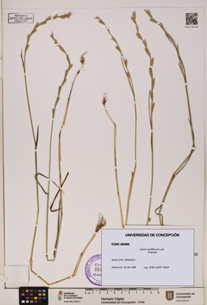 Lolium multiflorum [Espécimen: ]