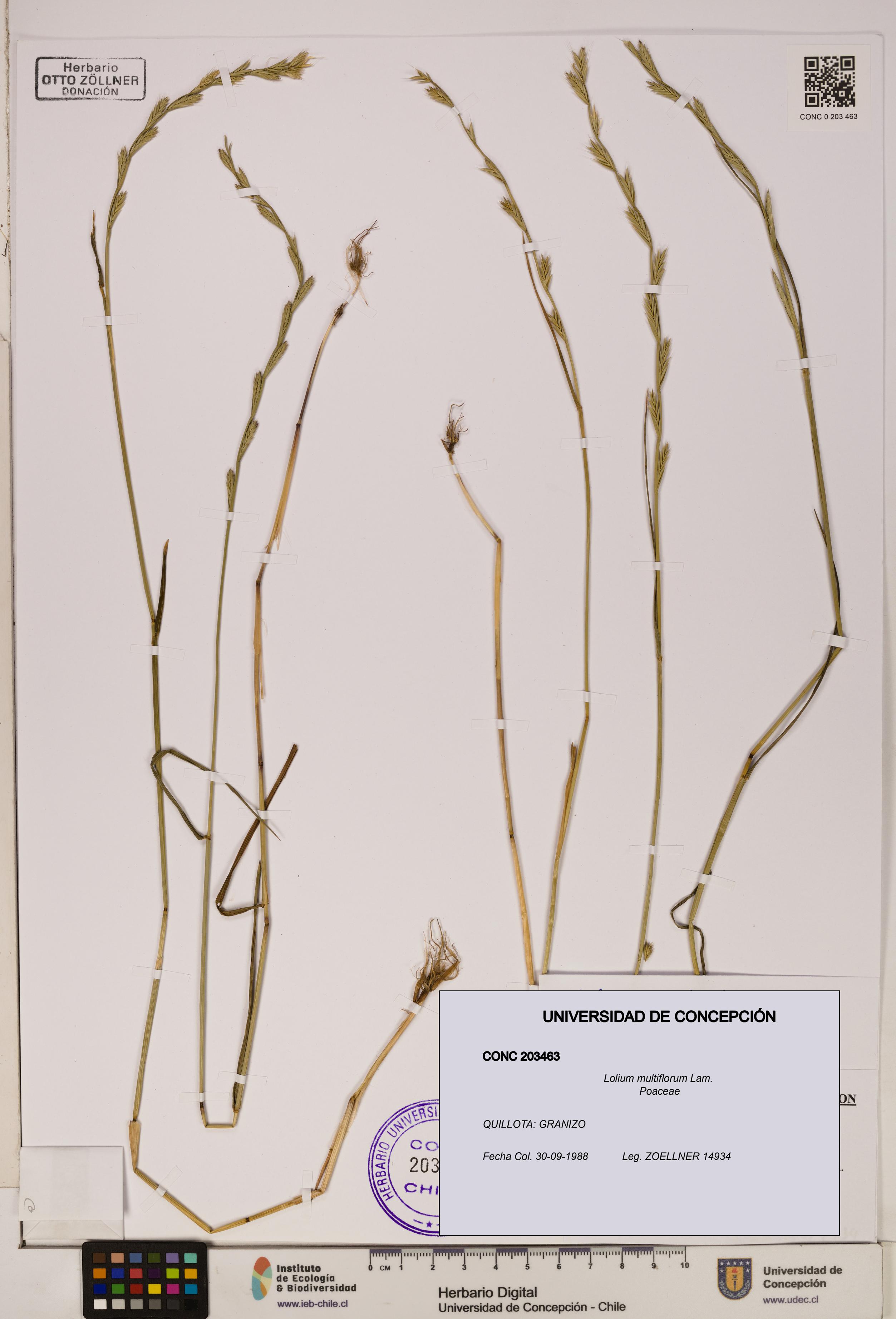 Lolium multiflorum [Espécimen: ]