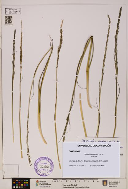 Sporobolus indicus [Espécimen: ]