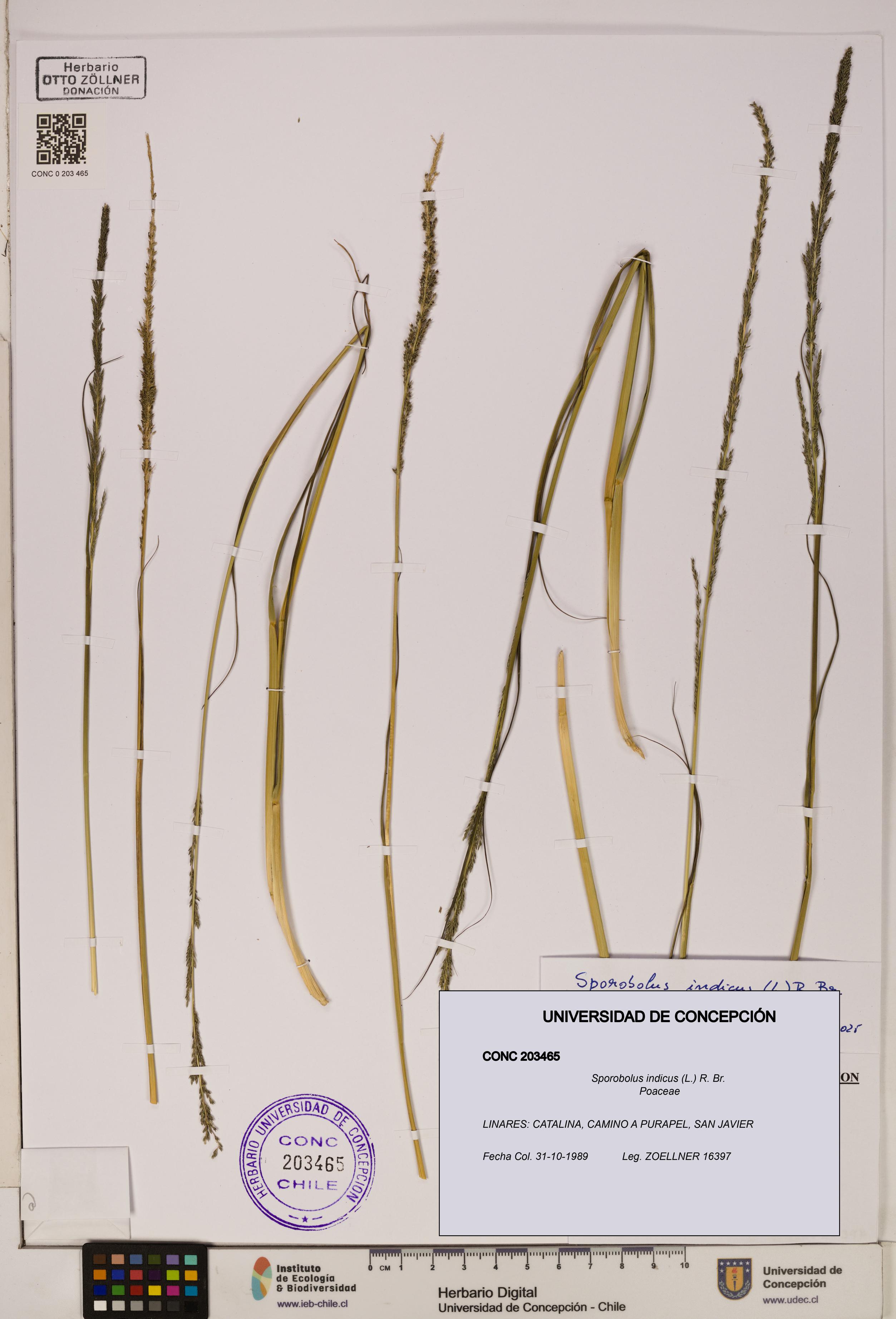Sporobolus indicus [Espécimen: ]