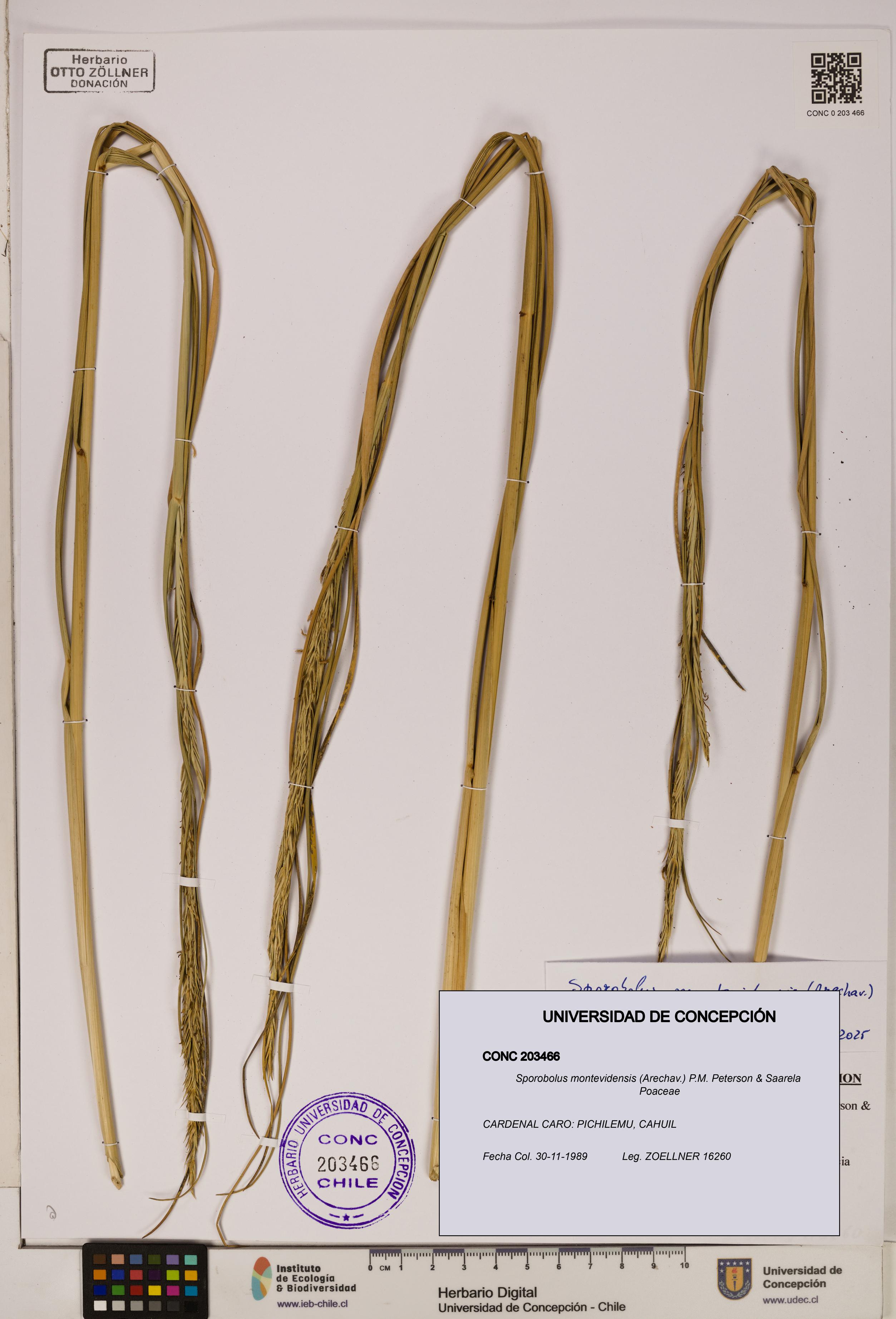 Sporobolus montevidensis [Espécimen: ]