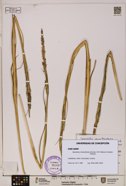 Sporobolus montevidensis [Espécimen: ]