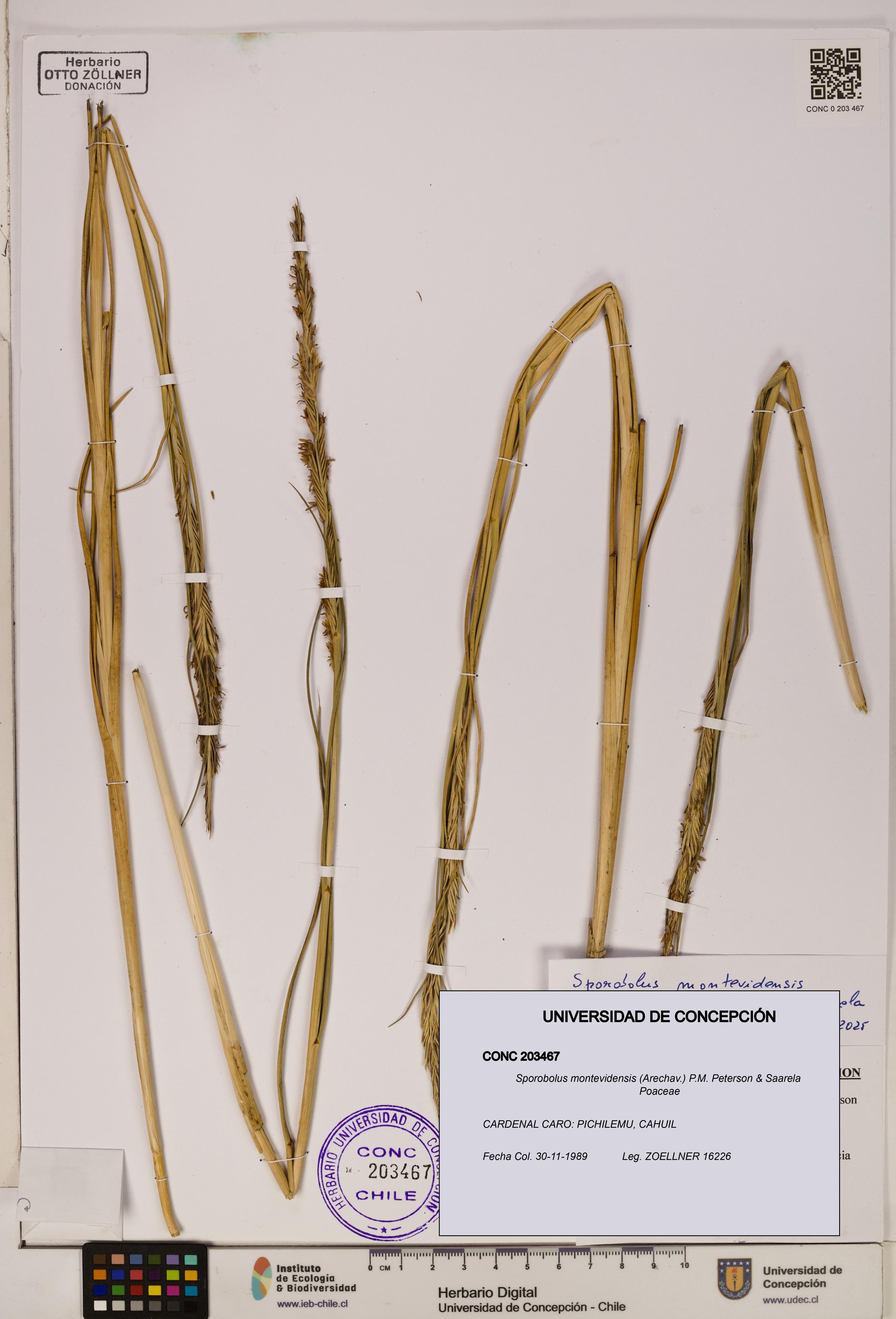 Sporobolus montevidensis [Espécimen: ]