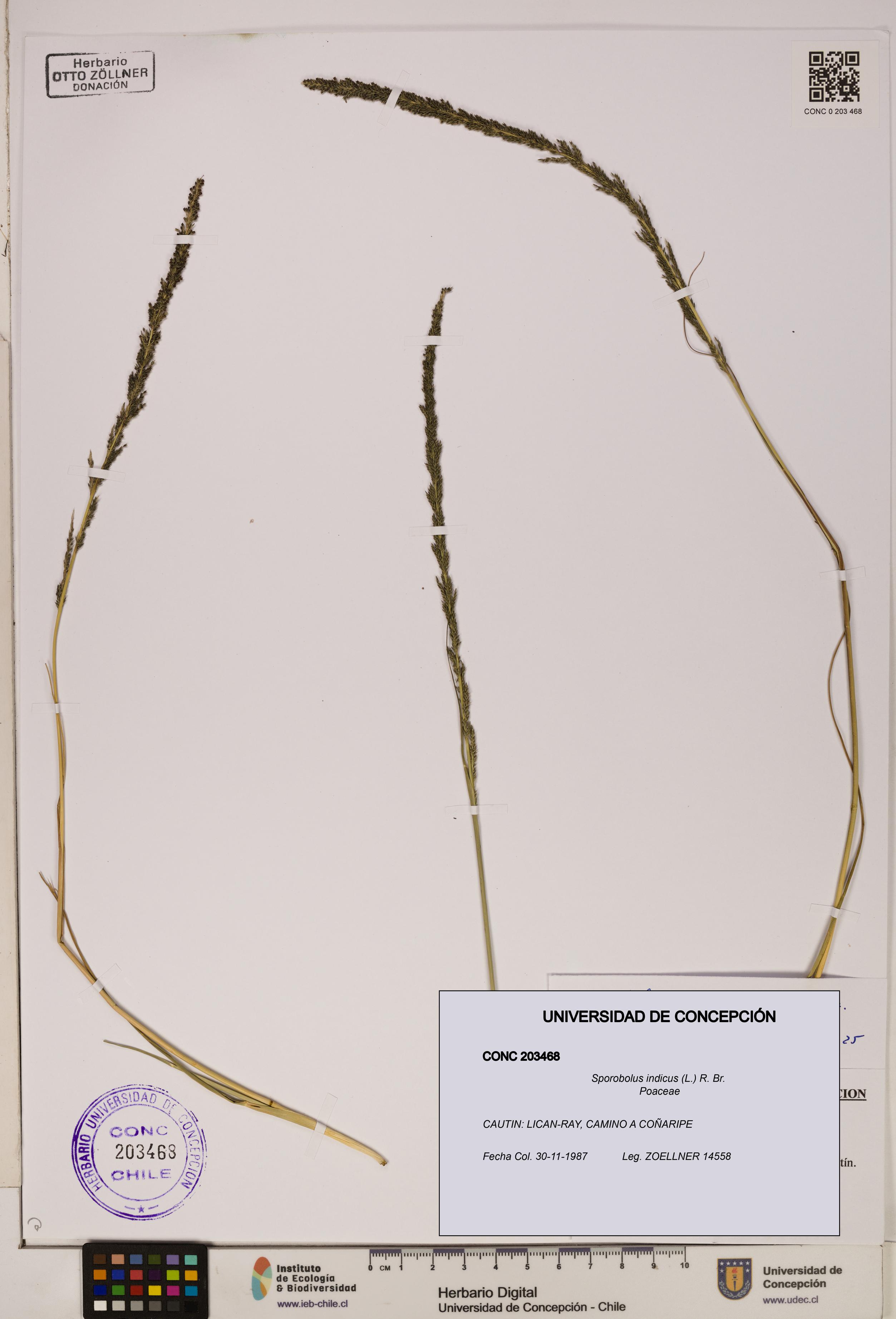 Sporobolus indicus [Espécimen: ]
