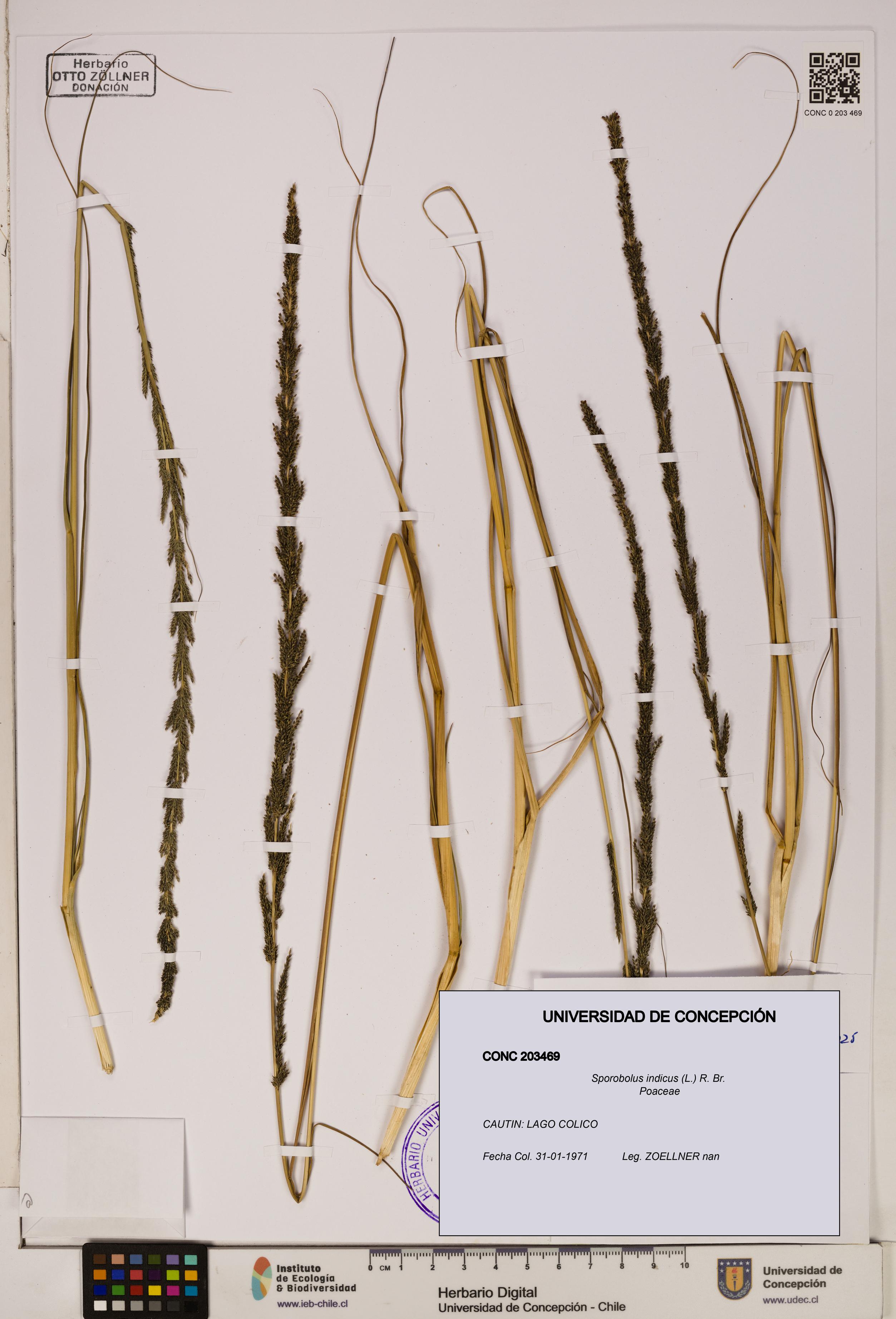 Sporobolus indicus [Espécimen: ]