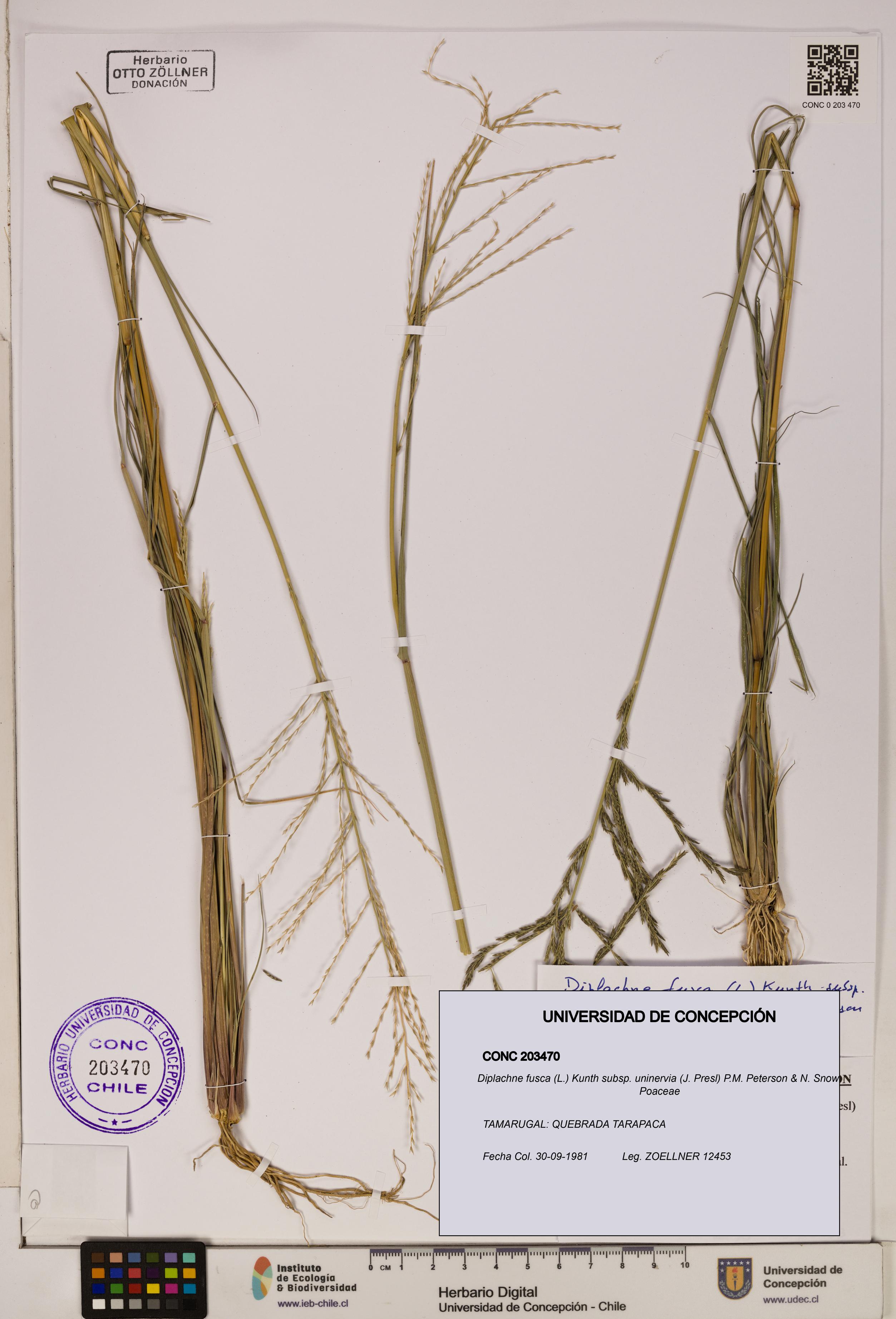 Diplachne fusca subsp. uninervia [Espécimen: ]