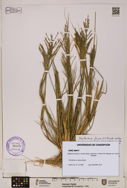 Diplachne fusca subsp. uninervia [Espécimen: ]