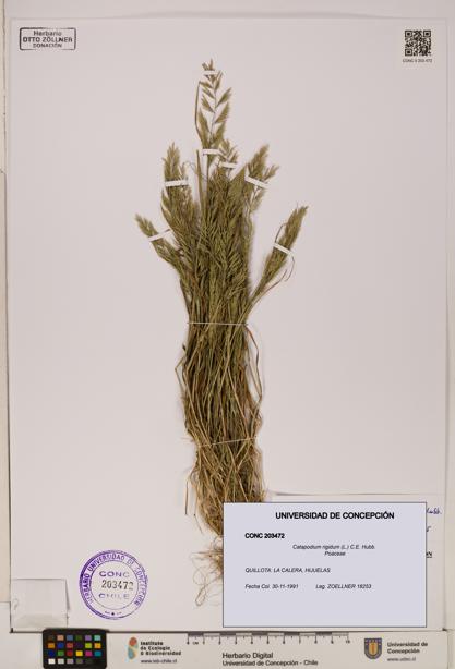 Catapodium rigidum [Espécimen: ]