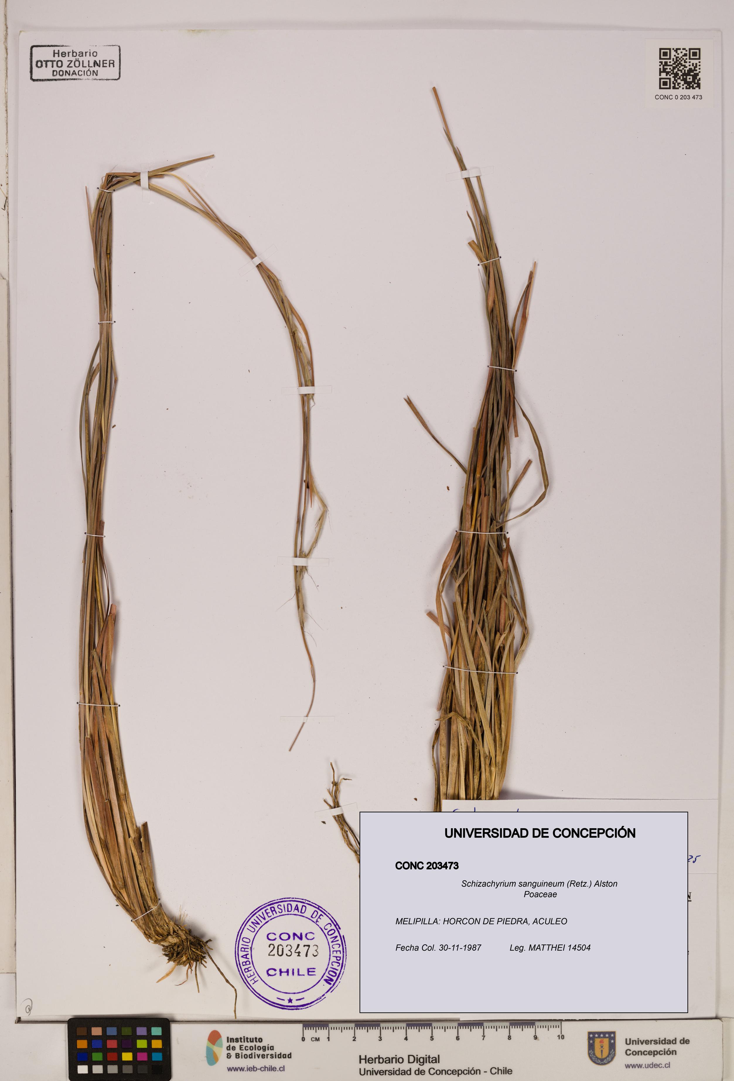 Schizachyrium sanguineum [Espécimen: ]
