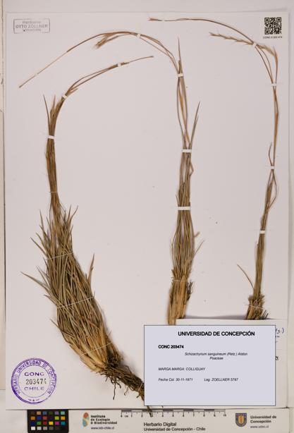 Schizachyrium sanguineum [Espécimen: ]