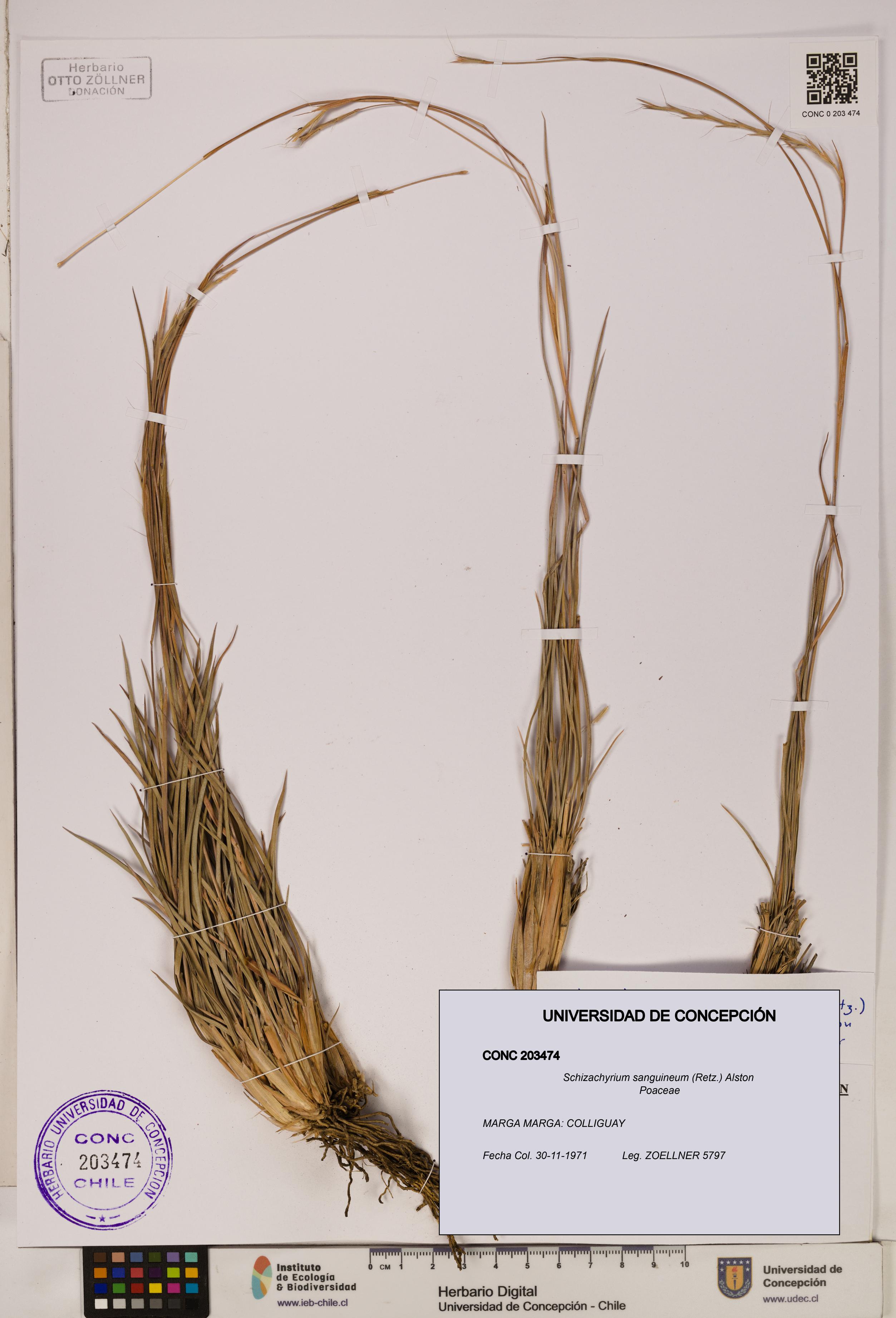 Schizachyrium sanguineum [Espécimen: ]