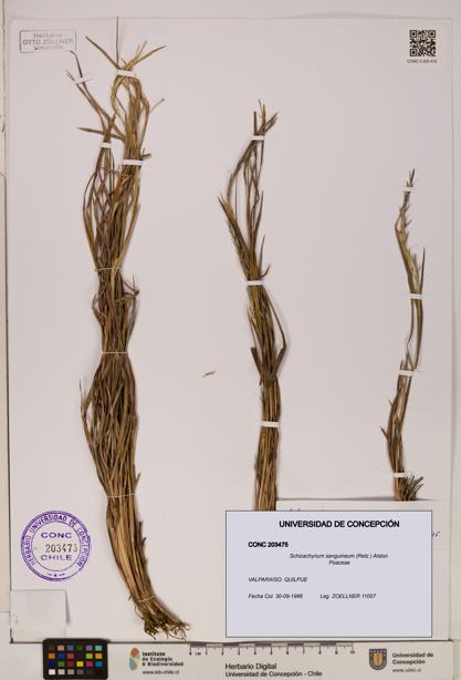 Schizachyrium sanguineum [Espécimen: ]