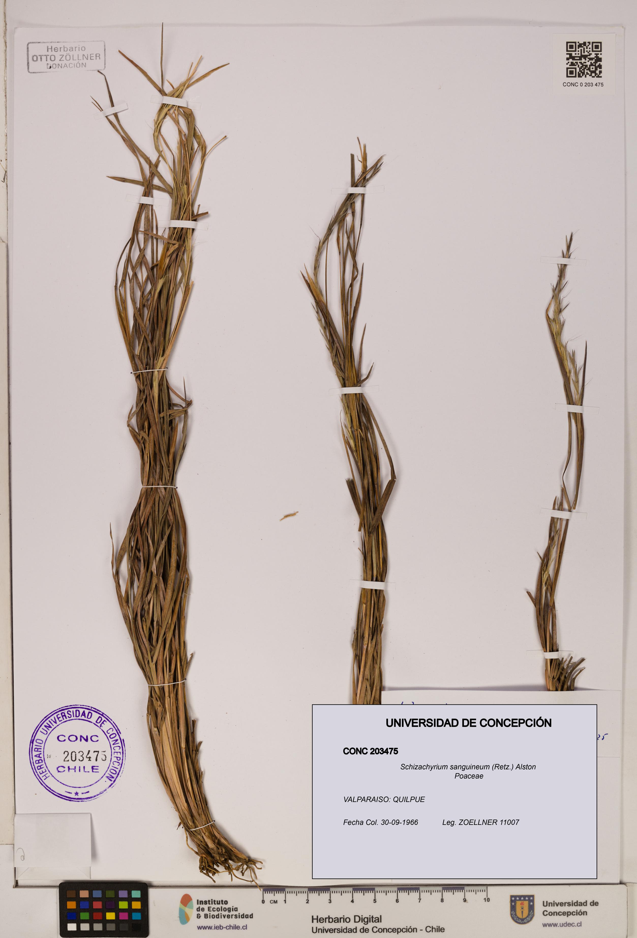 Schizachyrium sanguineum [Espécimen: ]