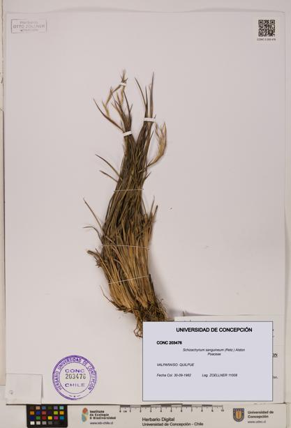 Schizachyrium sanguineum [Espécimen: ]