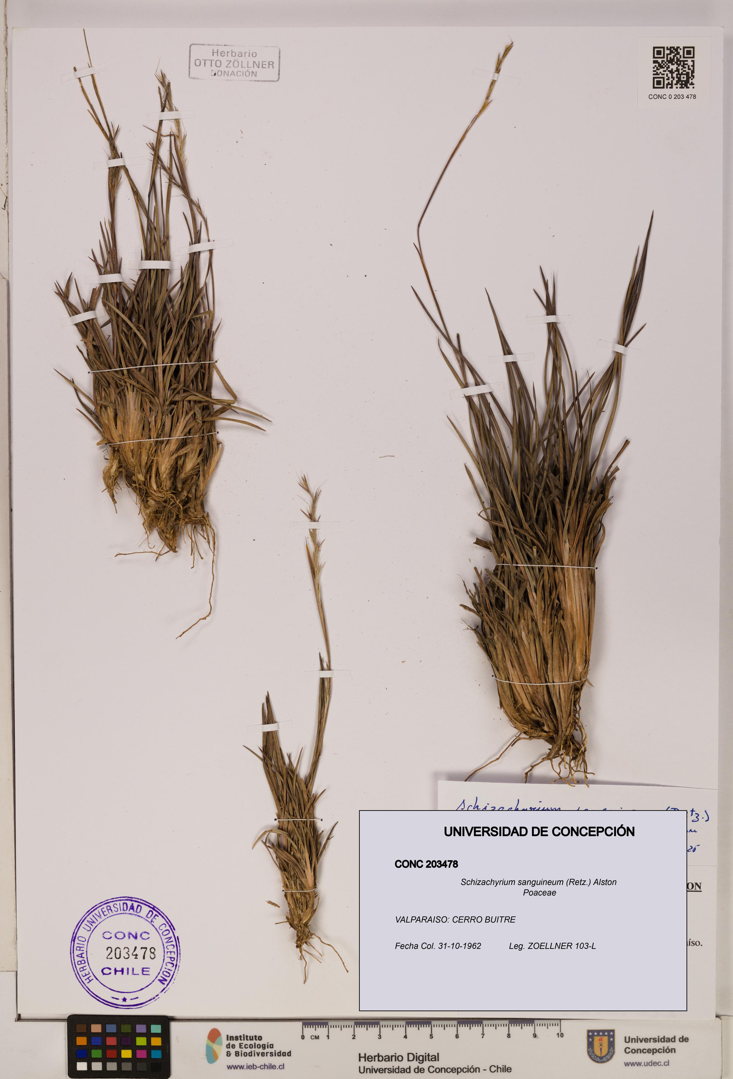 Schizachyrium sanguineum [Espécimen: ]