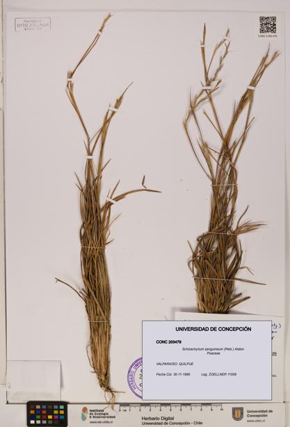 Schizachyrium sanguineum [Espécimen: ]