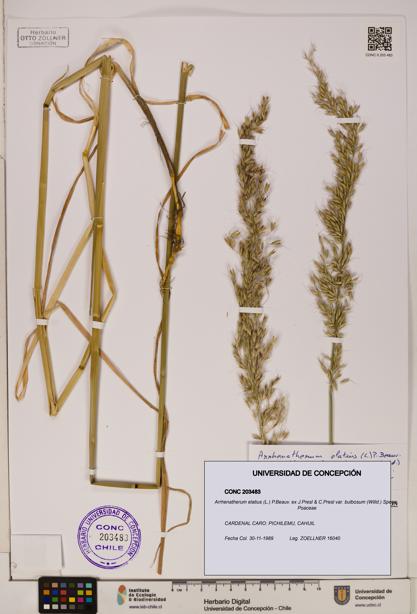 Arrhenatherum elatius var. bulbosum [Espécimen: ]