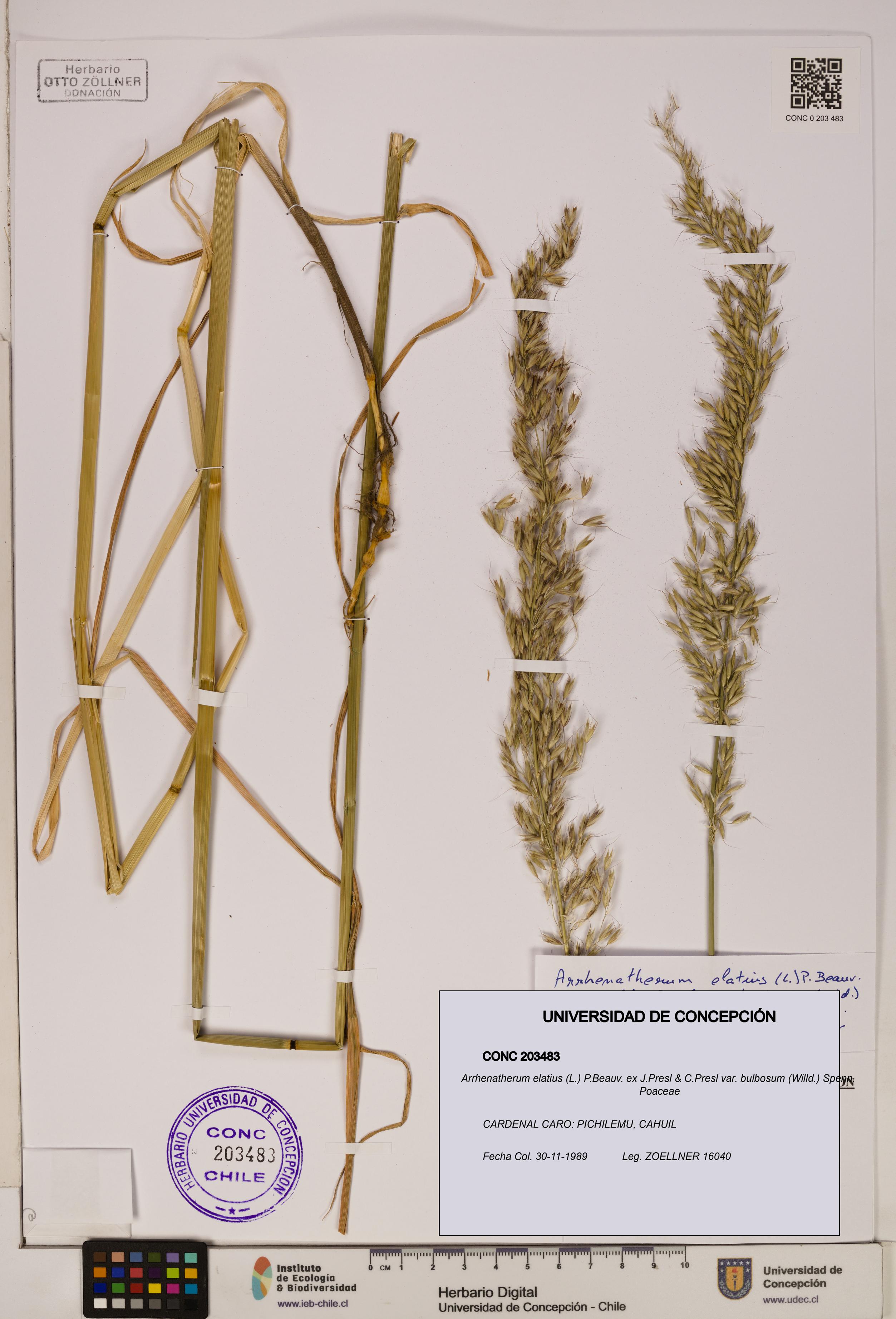 Arrhenatherum elatius var. bulbosum [Espécimen: ]