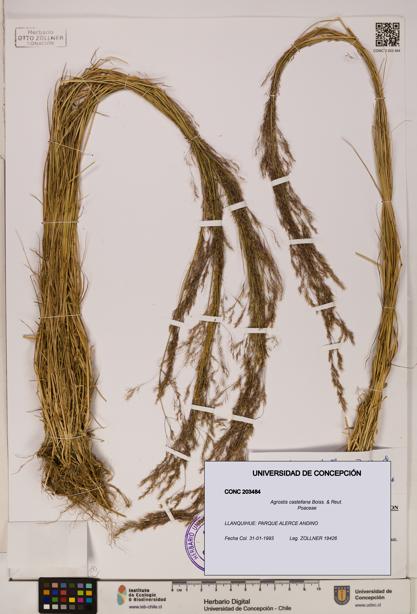 Agrostis castellana [Espécimen: UDEC:CONC:0203484]