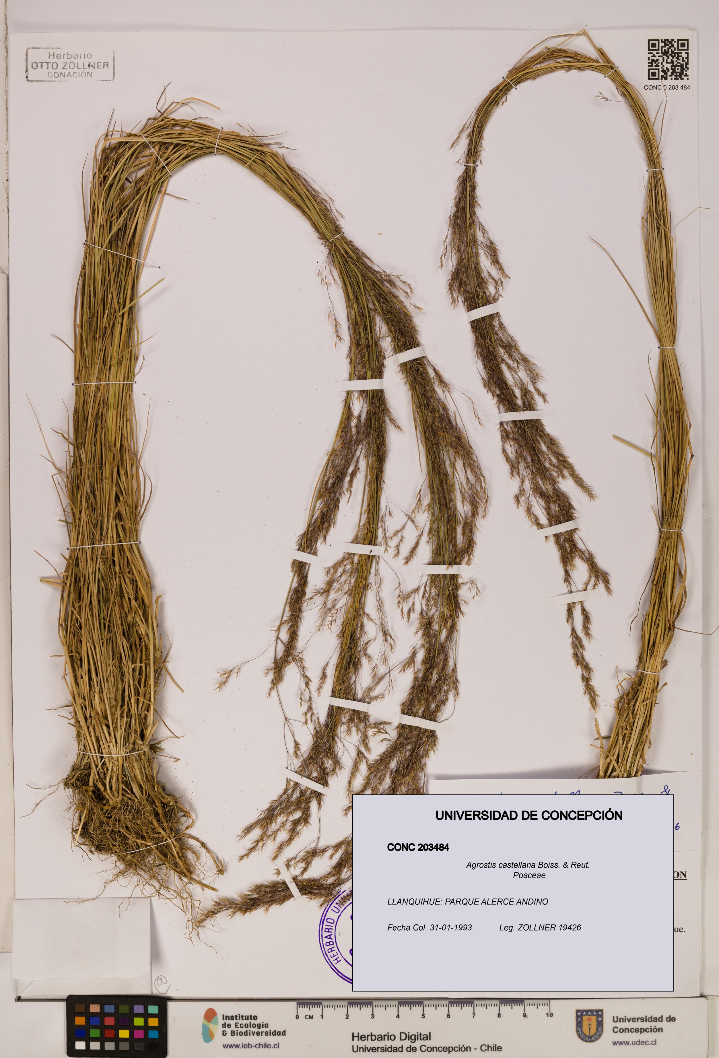 Agrostis castellana [Espécimen: UDEC:CONC:0203484]