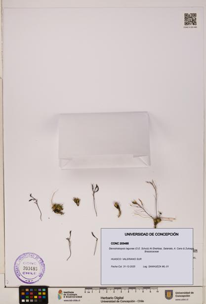 Stenodrabopsis lagunae [Espécimen: ]