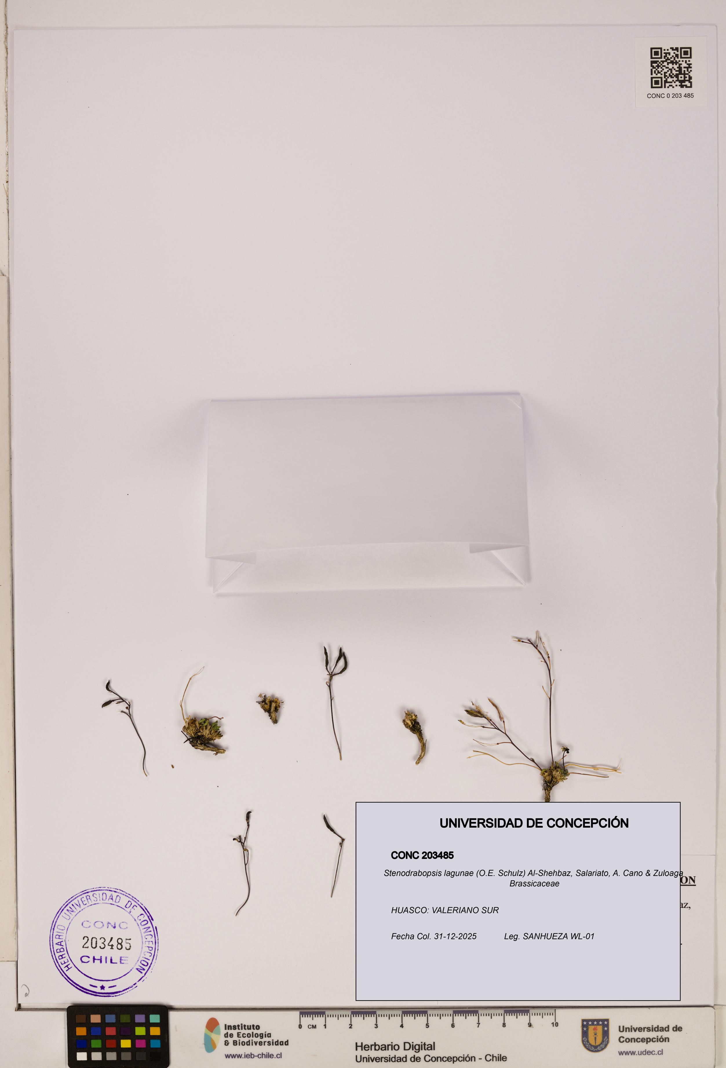 Stenodrabopsis lagunae [Espécimen: ]